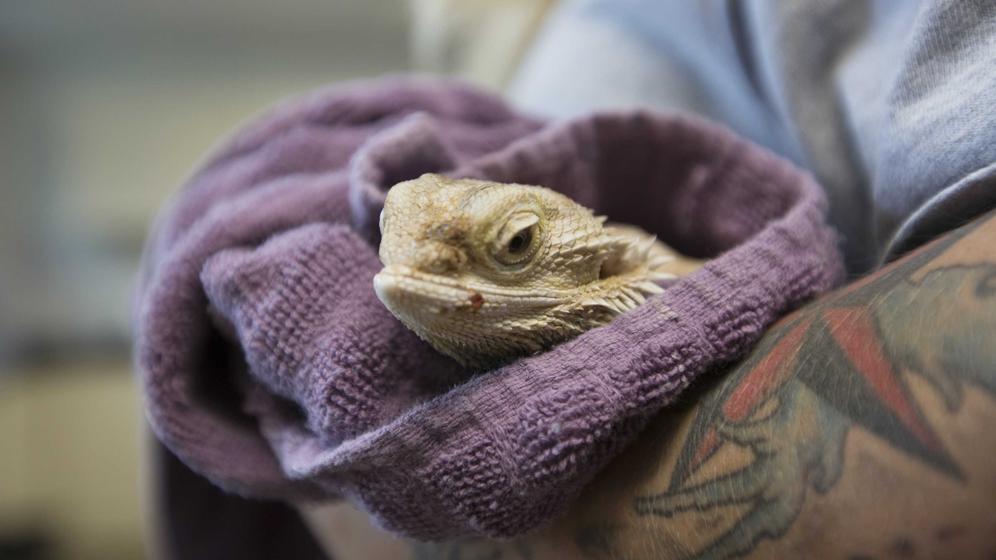 9. 40 Snakes And Counting