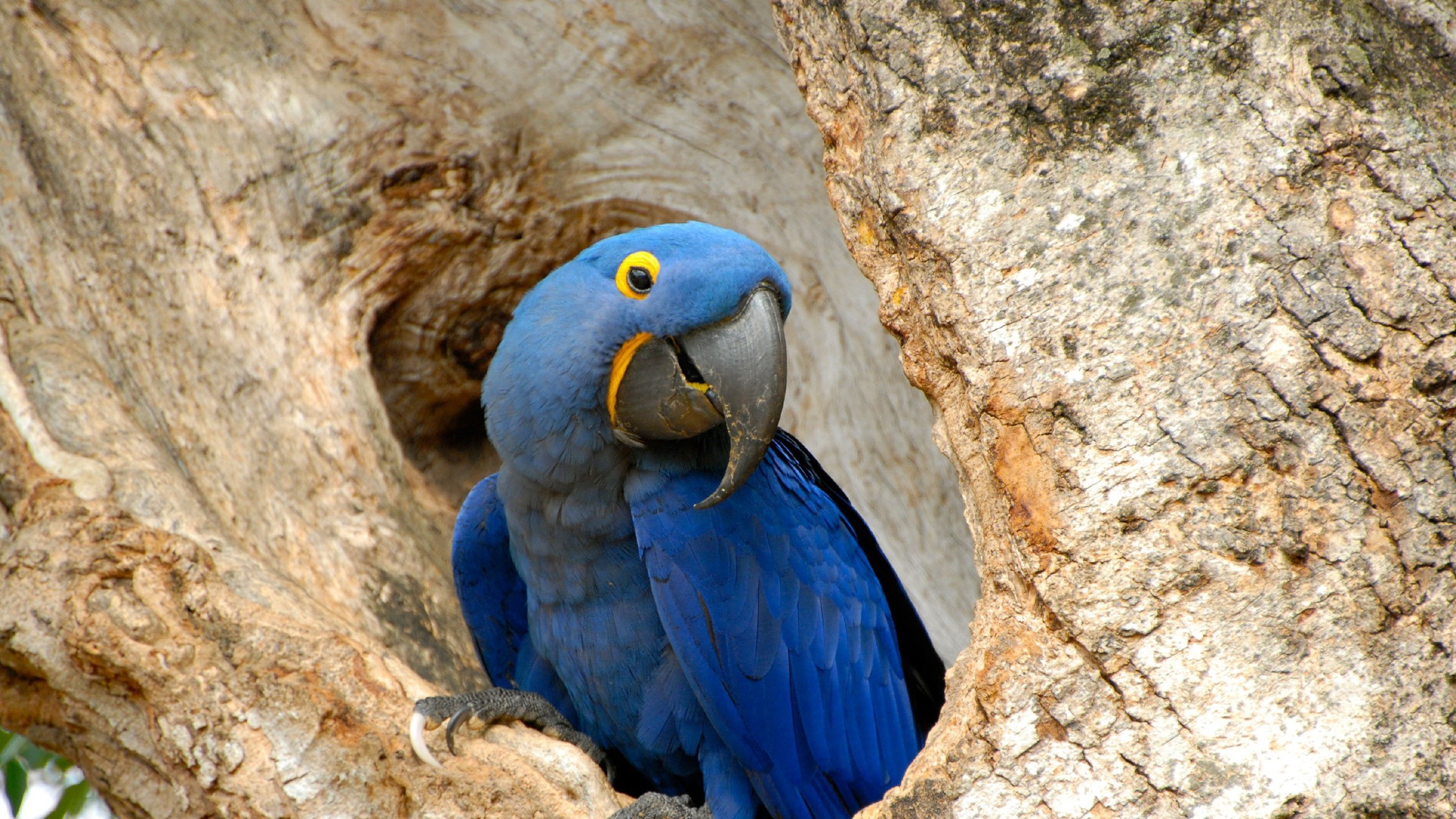 4. Pantanal